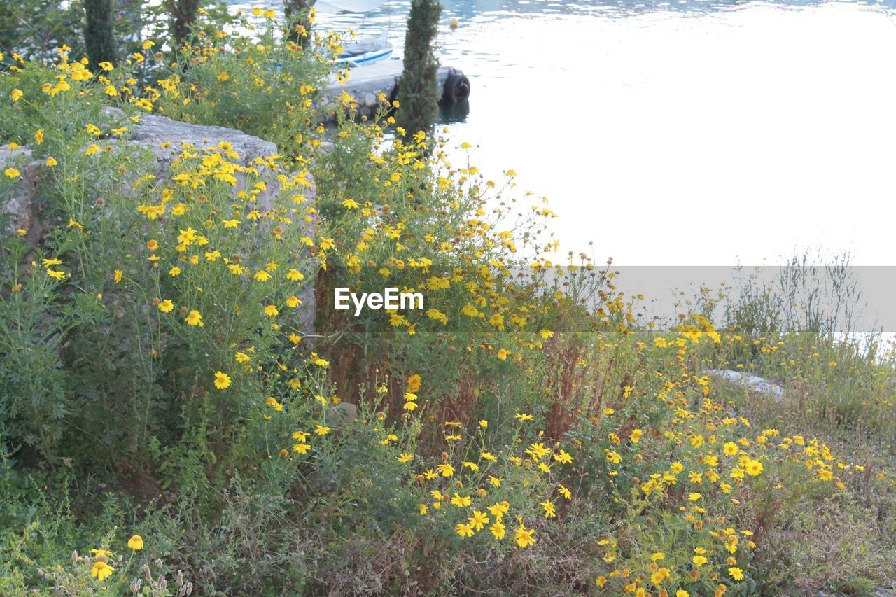 CLOSE-UP OF PLANTS AGAINST TREES AND SKY