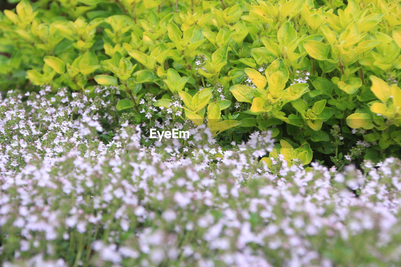 Close-up of yellow flowers