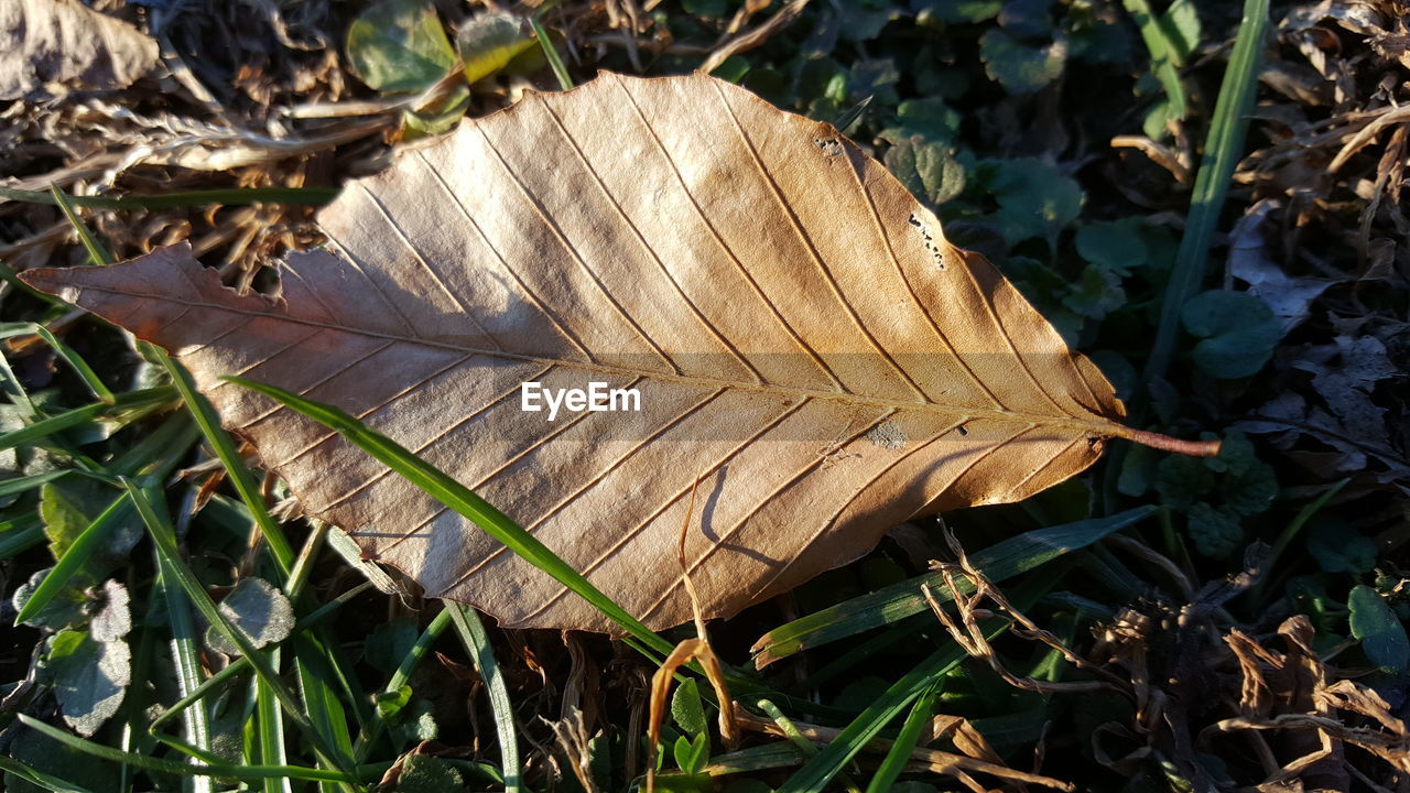 CLOSE-UP OF DRY LEAF ON PLANT