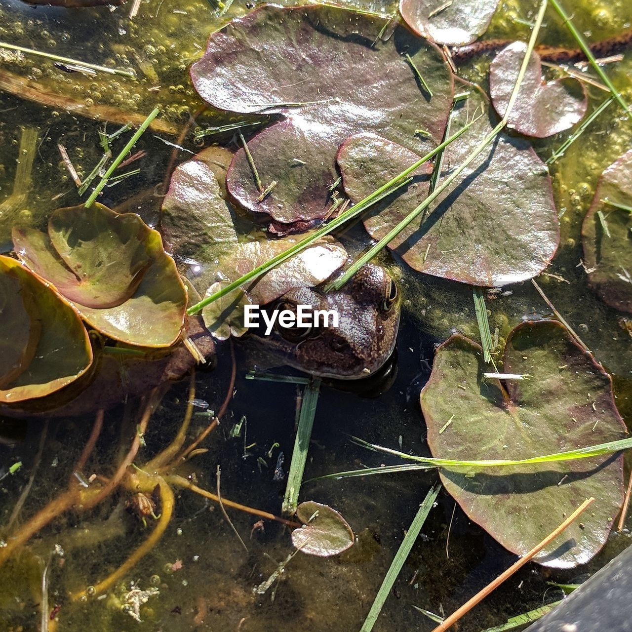 HIGH ANGLE VIEW OF WET LEAVES FLOATING ON WATER