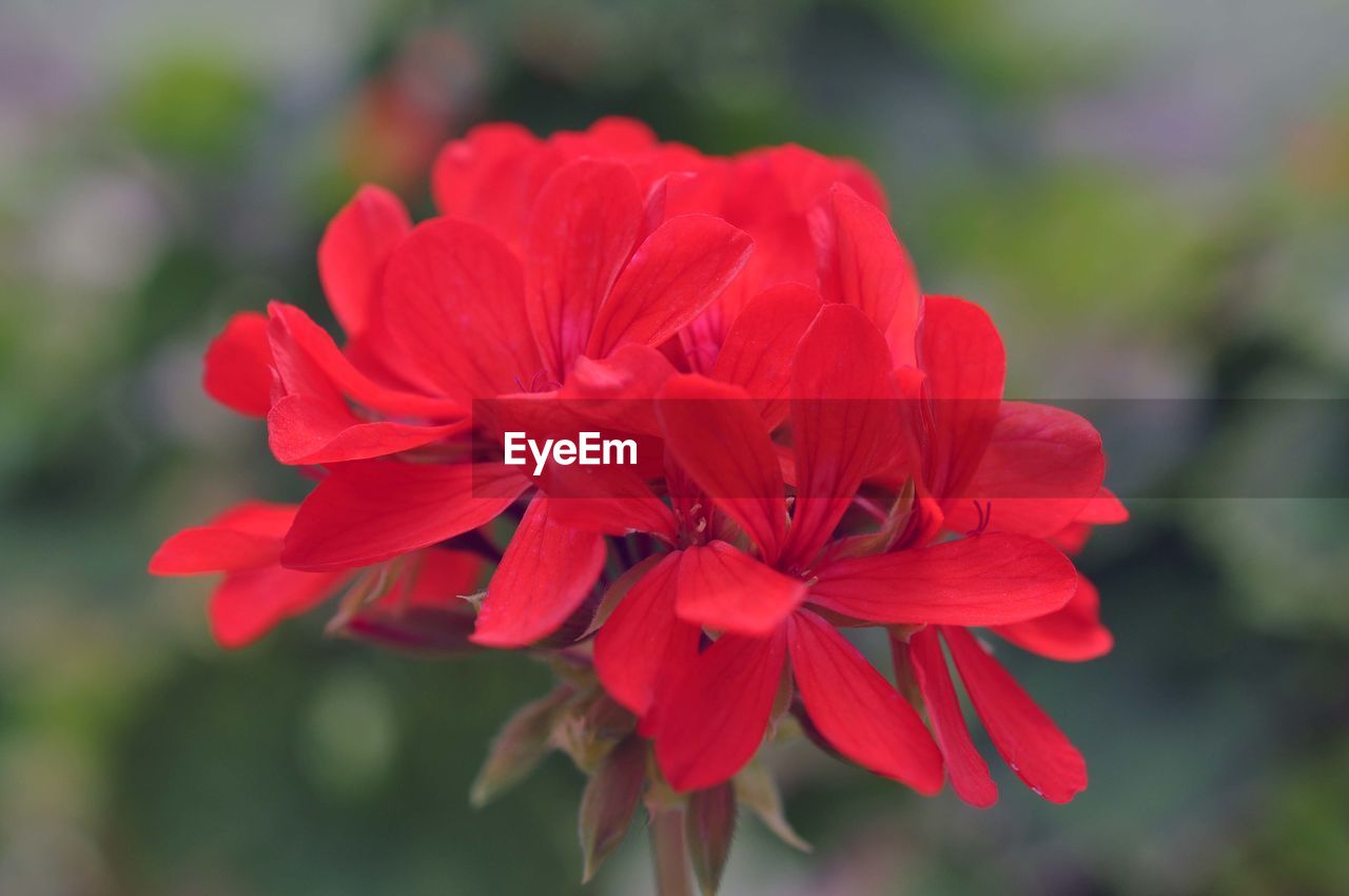 Close-up of fresh red flower blooming in garden