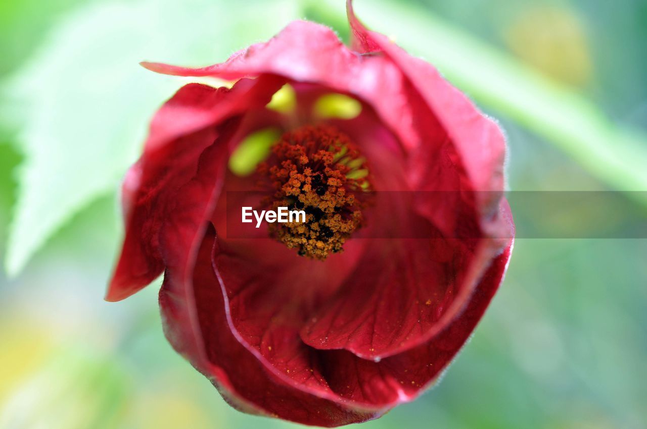 CLOSE-UP OF RED FLOWERS