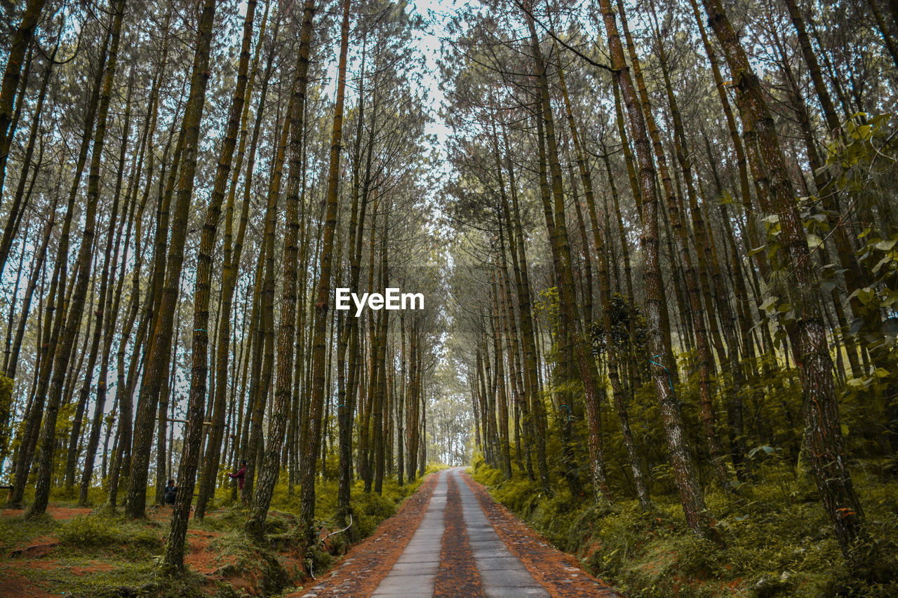 Dirt road amidst trees in forest against sky