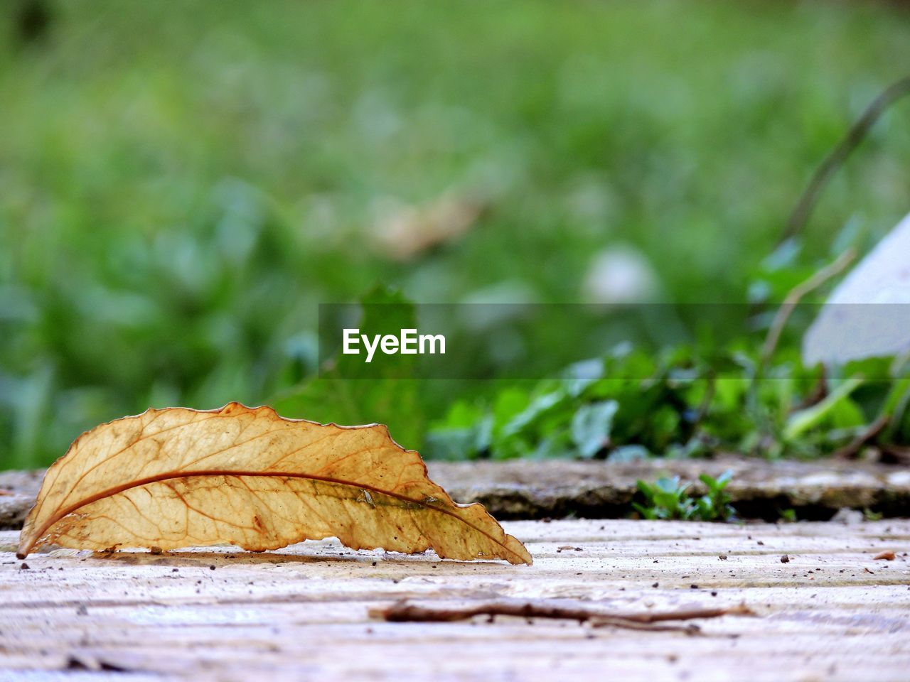 CLOSE-UP OF DRY LEAF ON LAND