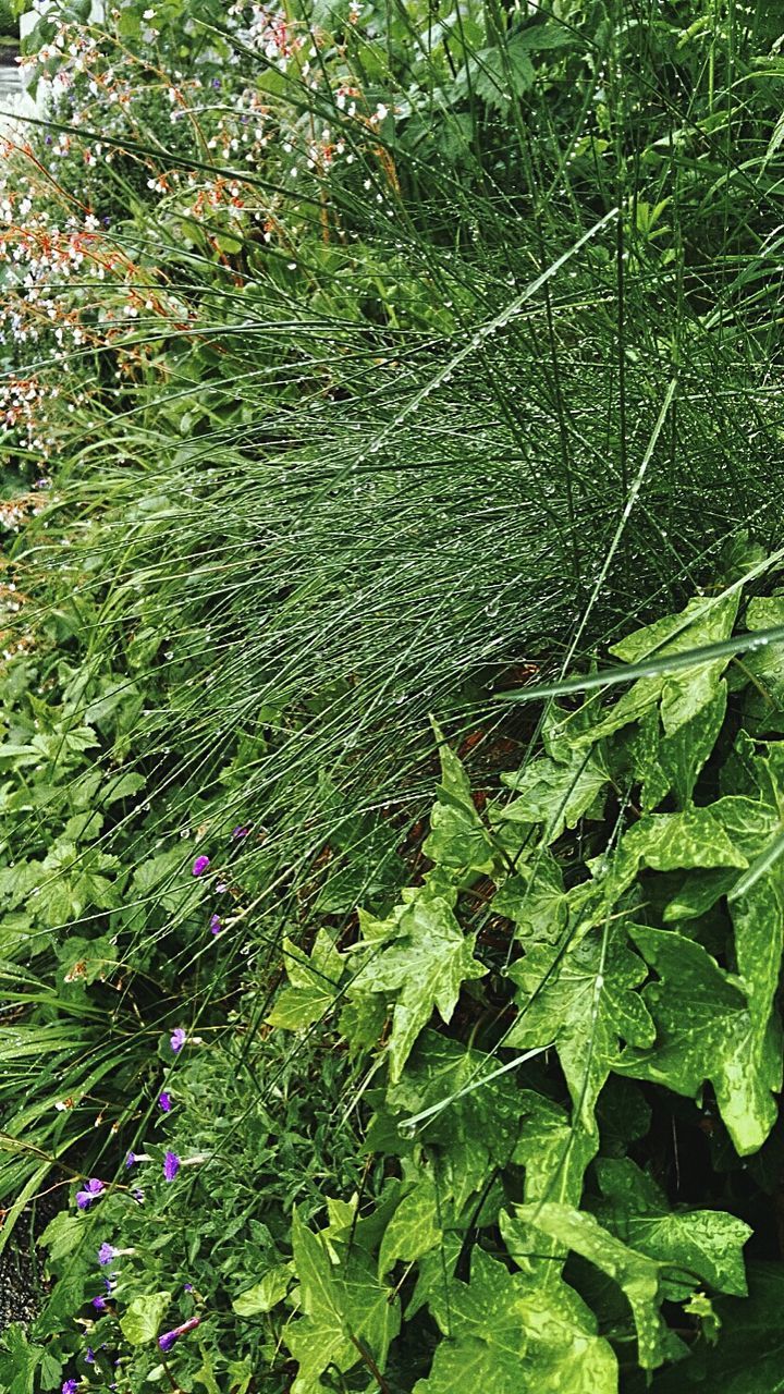 FULL FRAME SHOT OF PLANT