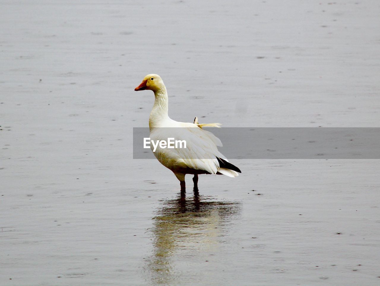 CLOSE-UP OF BIRD ON LAKE