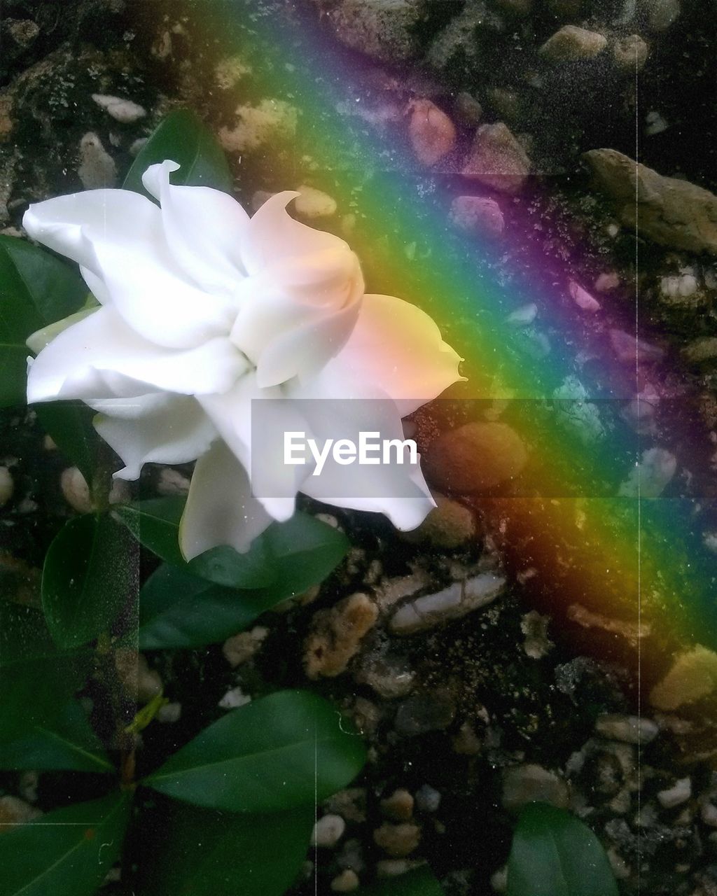 CLOSE UP OF WHITE FLOWER IN WATER