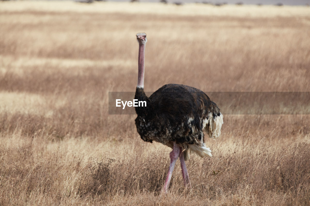 VIEW OF BIRD ON FIELD