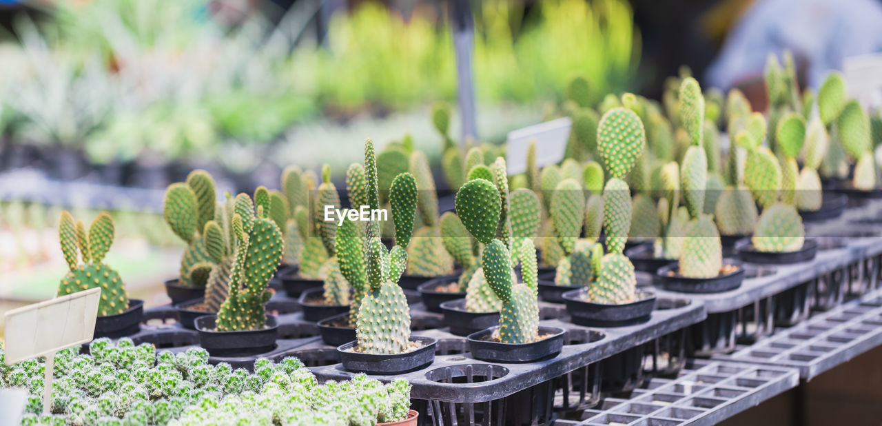 CLOSE-UP OF SUCCULENT PLANTS