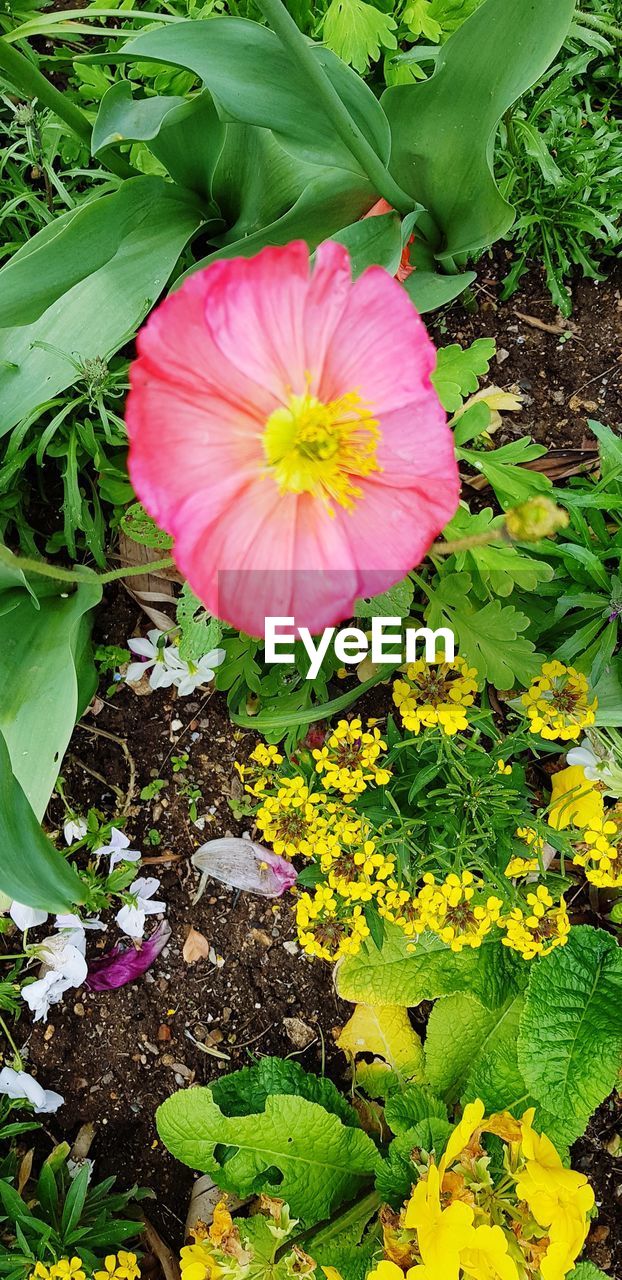 CLOSE-UP OF FRESH PINK FLOWERING PLANT IN GARDEN