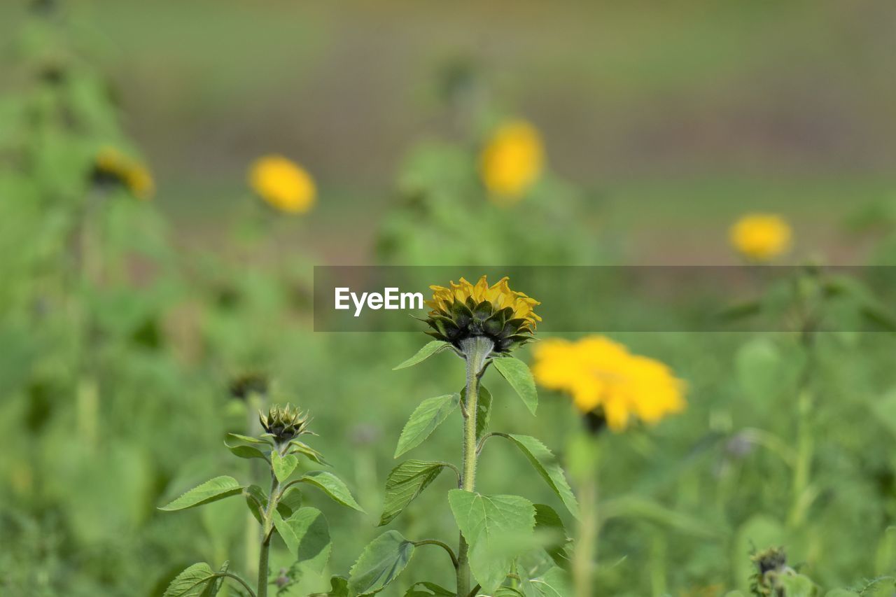 Close-up of yellow flowering plant on field