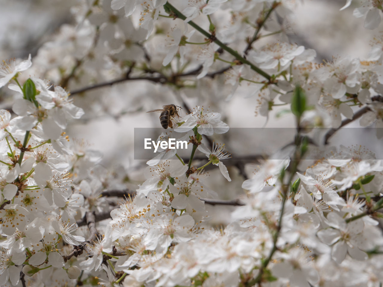 plant, flower, flowering plant, spring, tree, beauty in nature, blossom, branch, fragility, springtime, freshness, growth, nature, cherry blossom, white, close-up, produce, no people, food, outdoors, day, focus on foreground, flower head, twig, prunus spinosa, selective focus, cherry tree, botany, almond tree, inflorescence, backgrounds, petal, fruit tree, food and drink