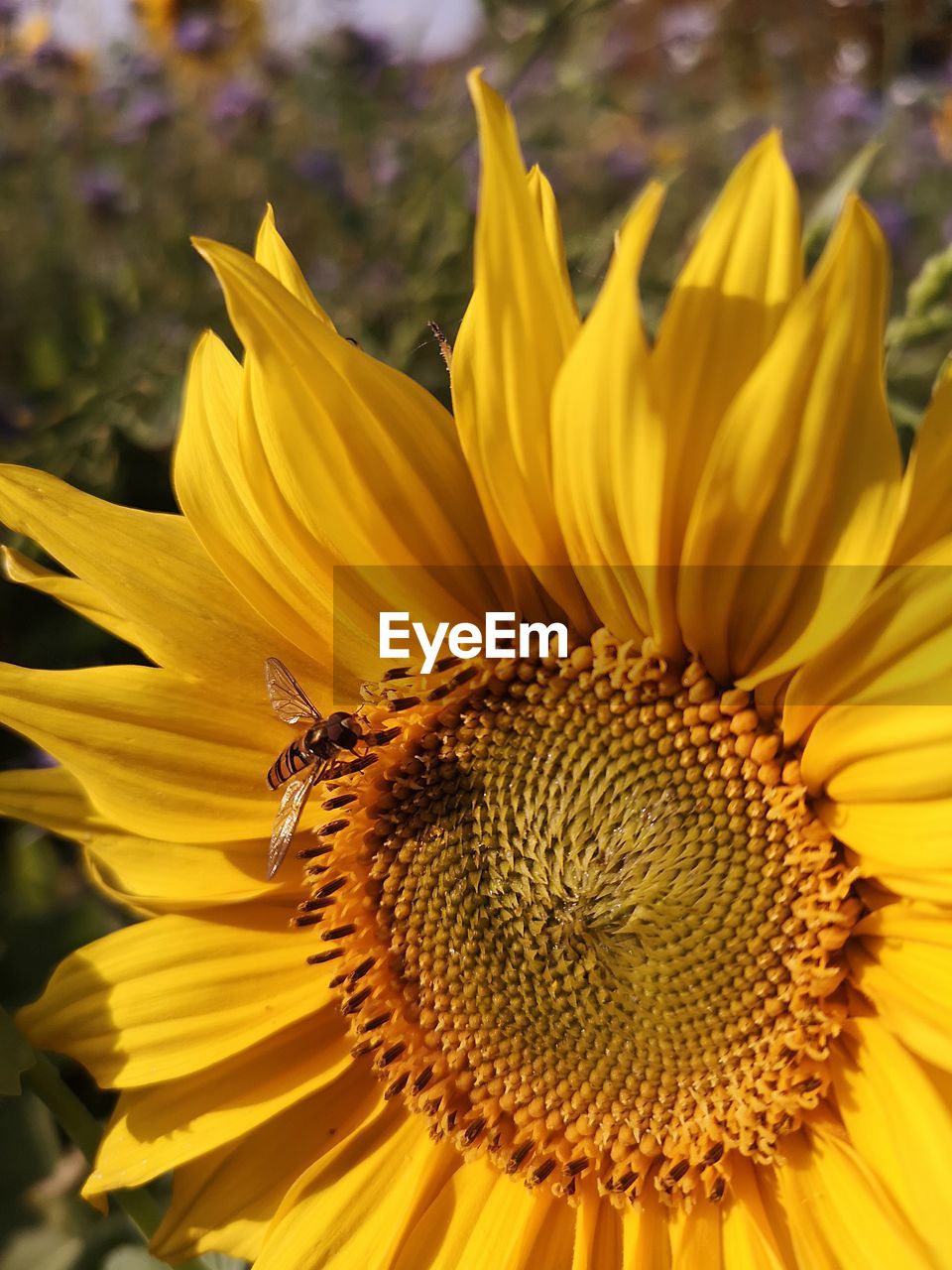 Close-up of yellow sunflower