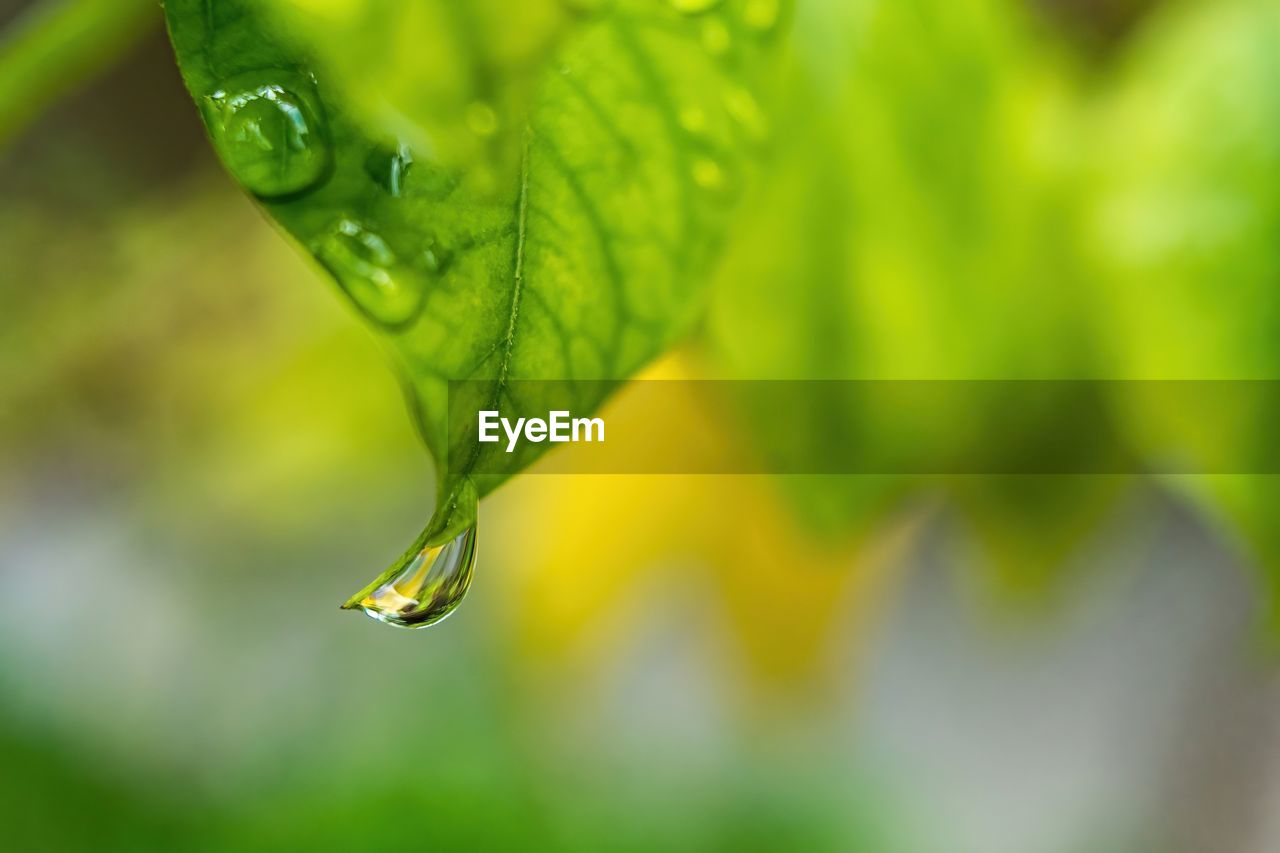 Macro closeup of beautiful fresh green leaf with drop of water after the rain in morning sunlight