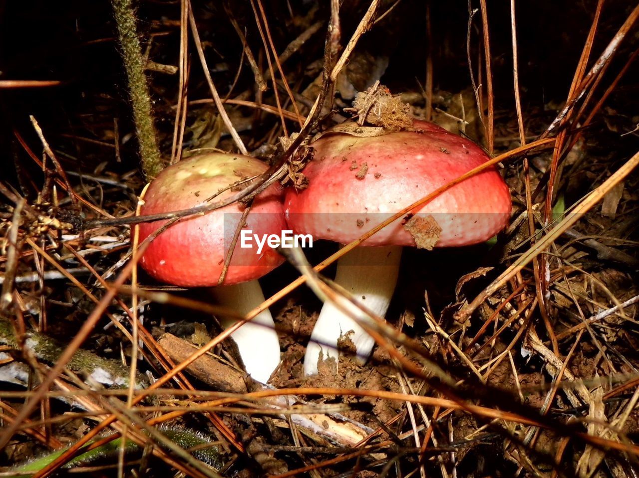 CLOSE-UP OF MUSHROOM IN FOREST