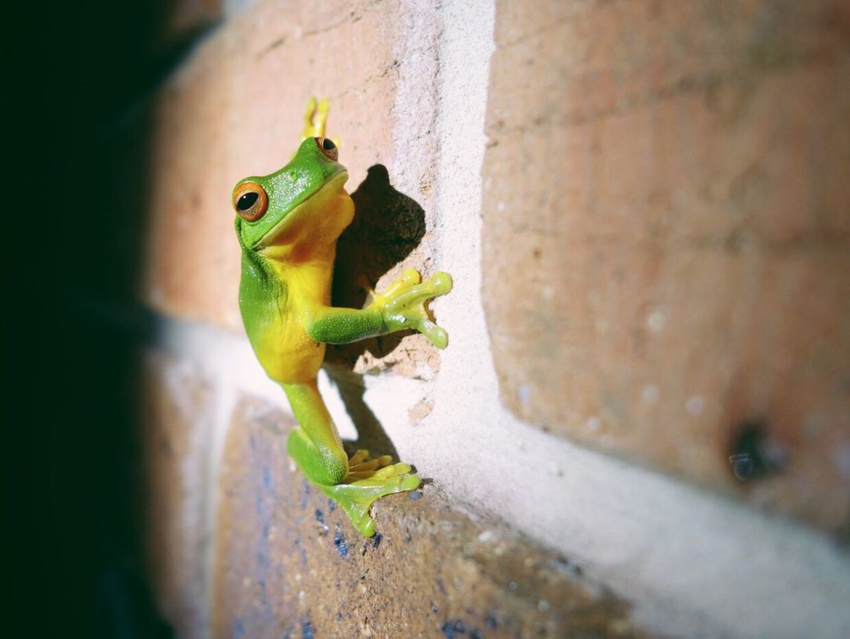 Green tree frog on wall