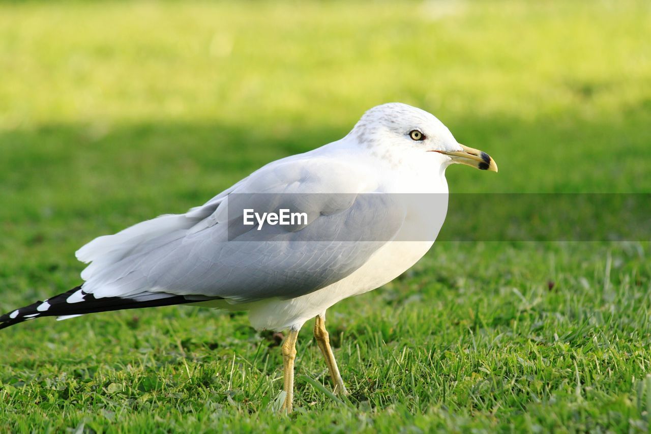 Close-up of seagull perching on green field