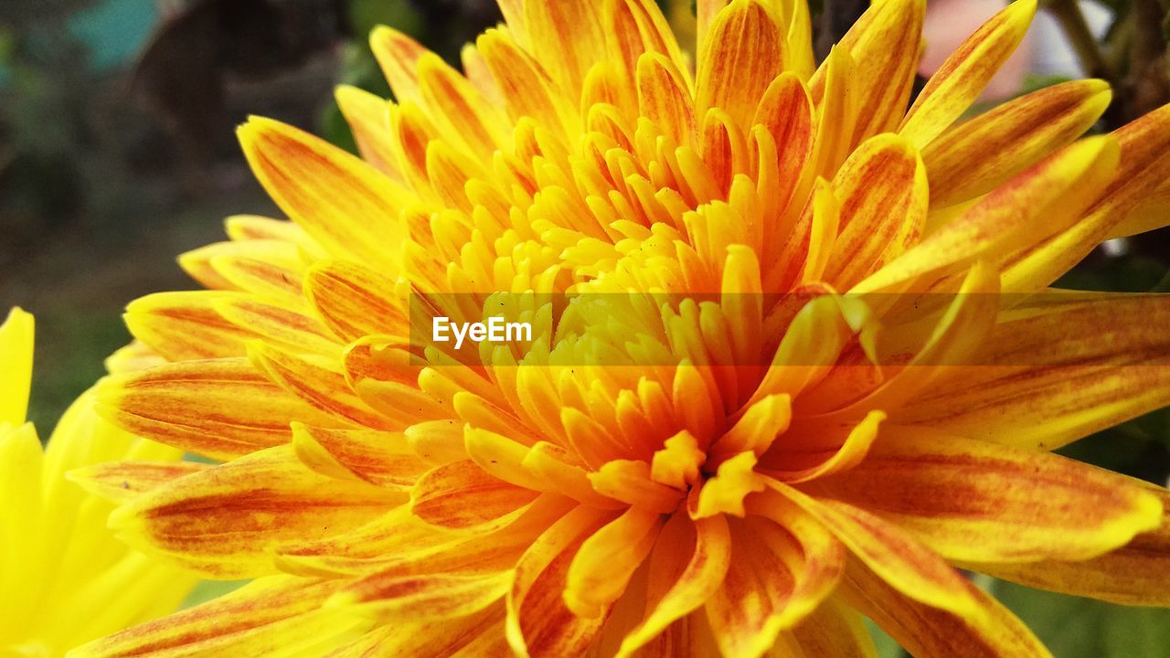 CLOSE-UP OF YELLOW FLOWER ON PLANT