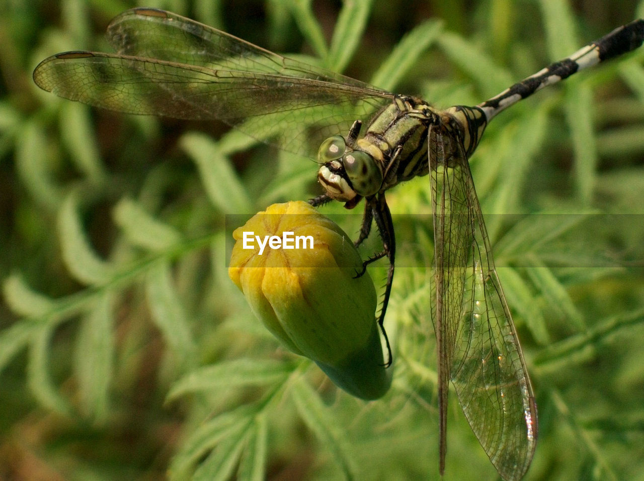 Close-up of dragonfly on flower