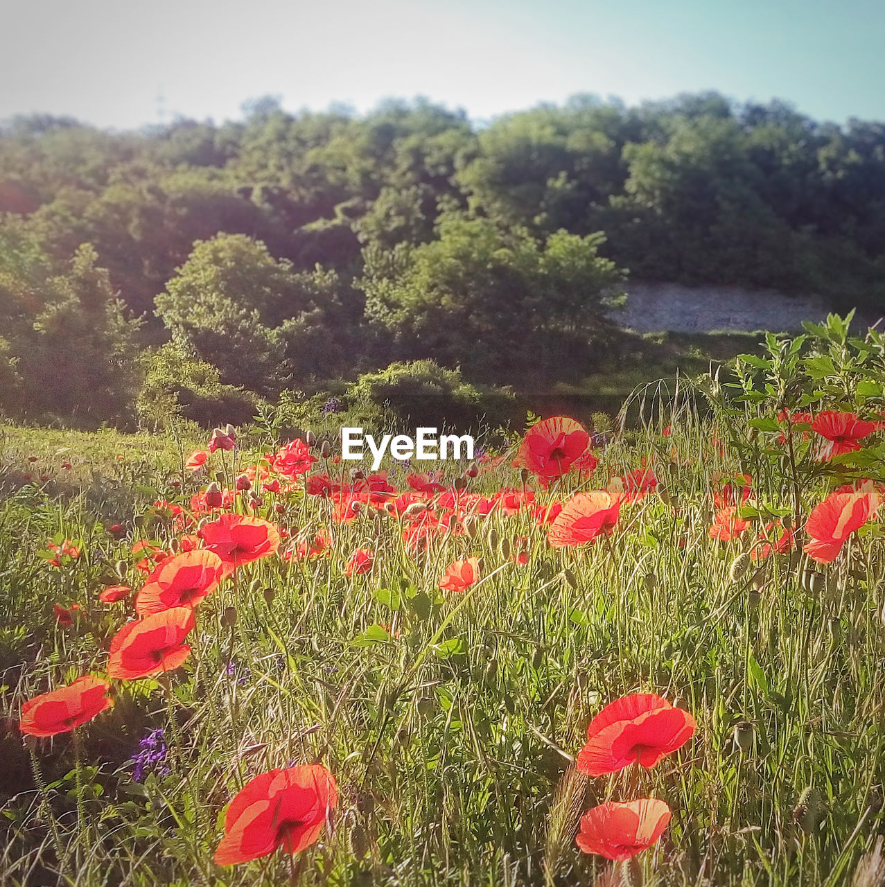 CLOSE-UP OF POPPIES BLOOMING IN FIELD