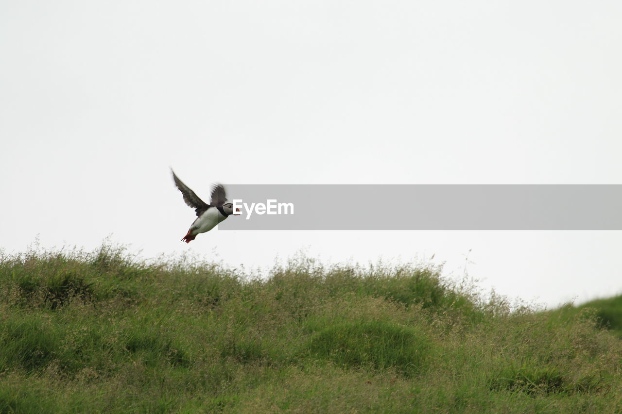 BIRD FLYING OVER THE FIELD