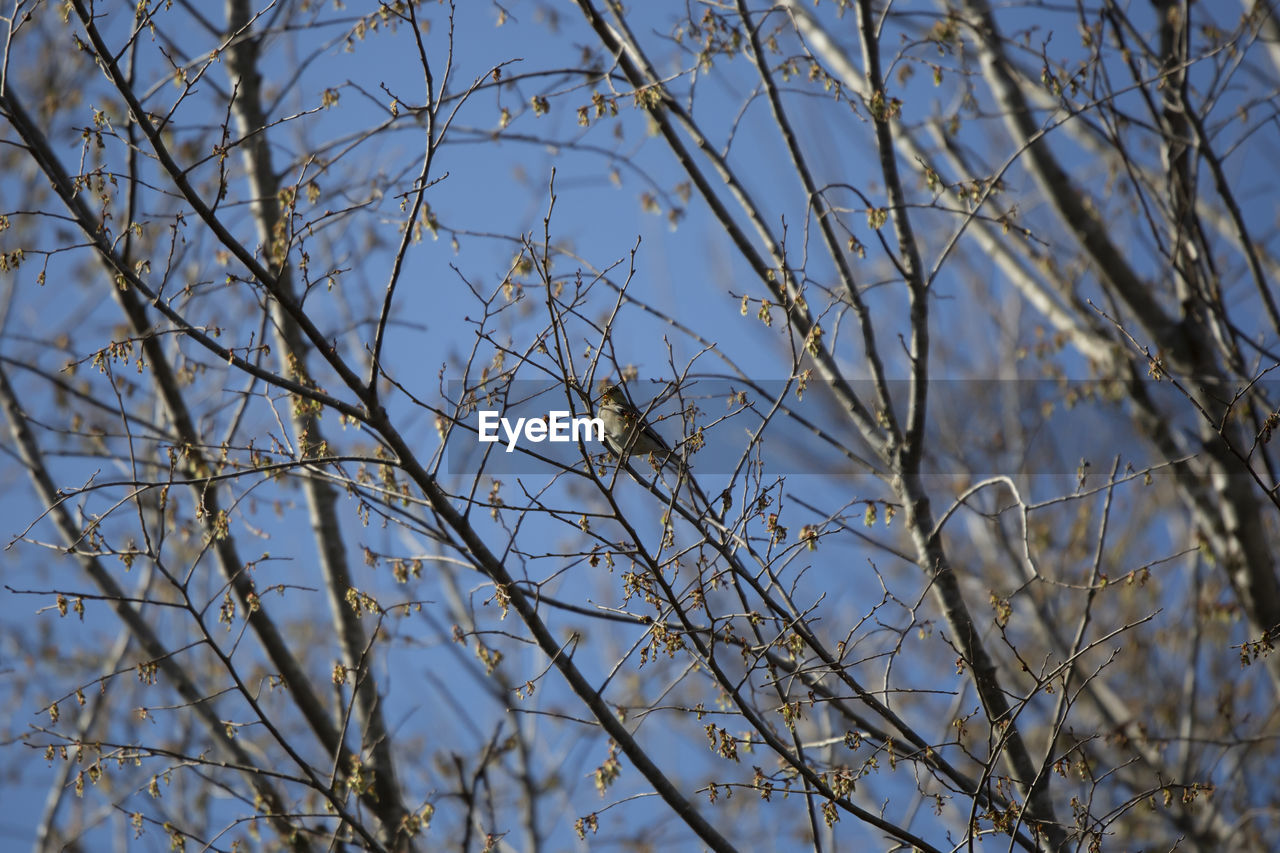 winter, plant, branch, tree, no people, low angle view, nature, twig, frost, sky, bare tree, day, beauty in nature, grass, growth, tranquility, snow, outdoors, freezing, leaf, cold temperature, blue, focus on foreground, sunlight