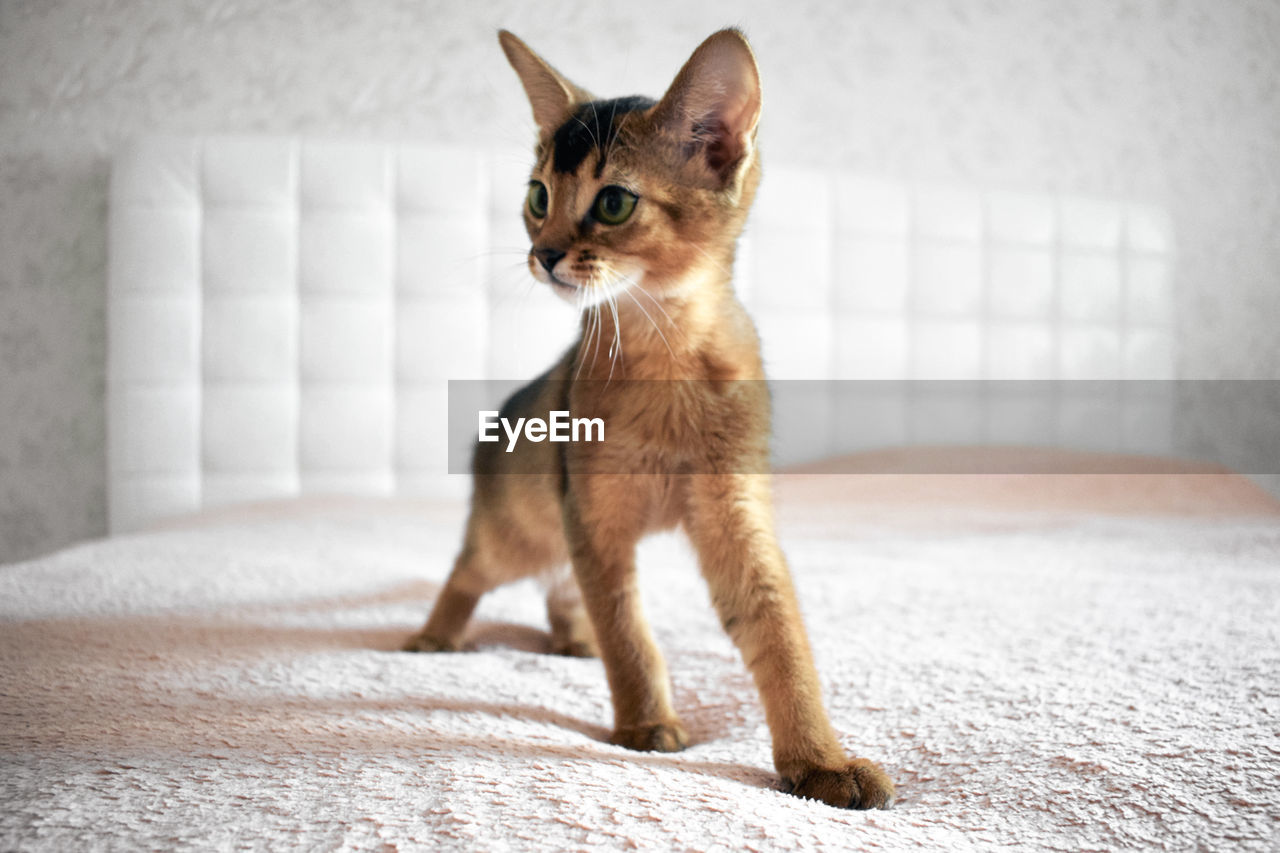 Abyssinian cat looking away while sitting on bed