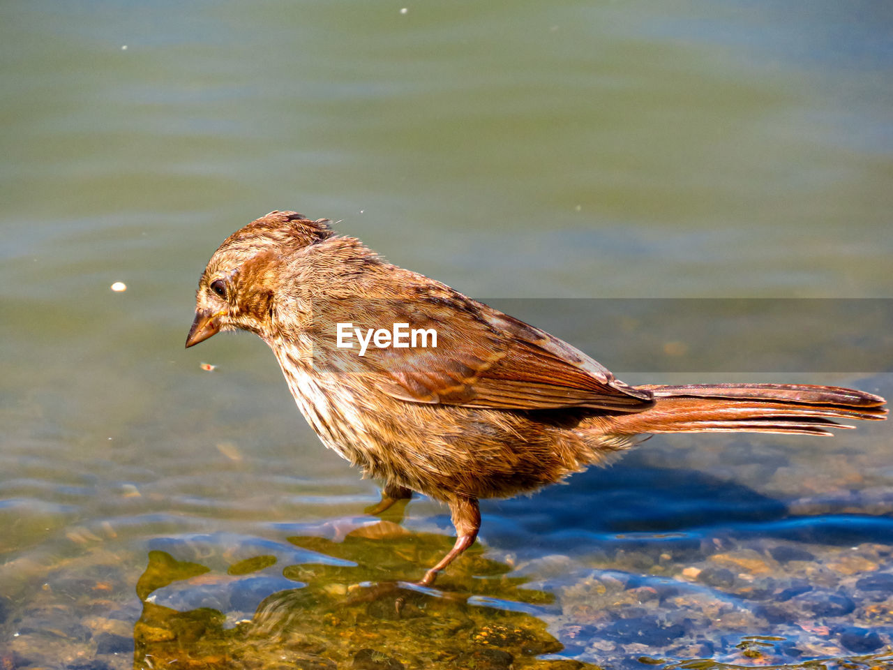 SIDE VIEW OF A BIRD AGAINST THE LAKE