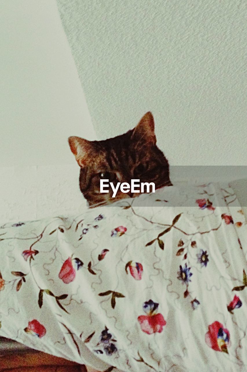 Portrait of cat on bed