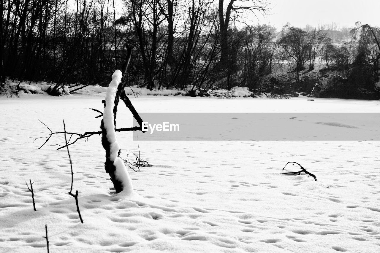 Bare trees on snow covered field