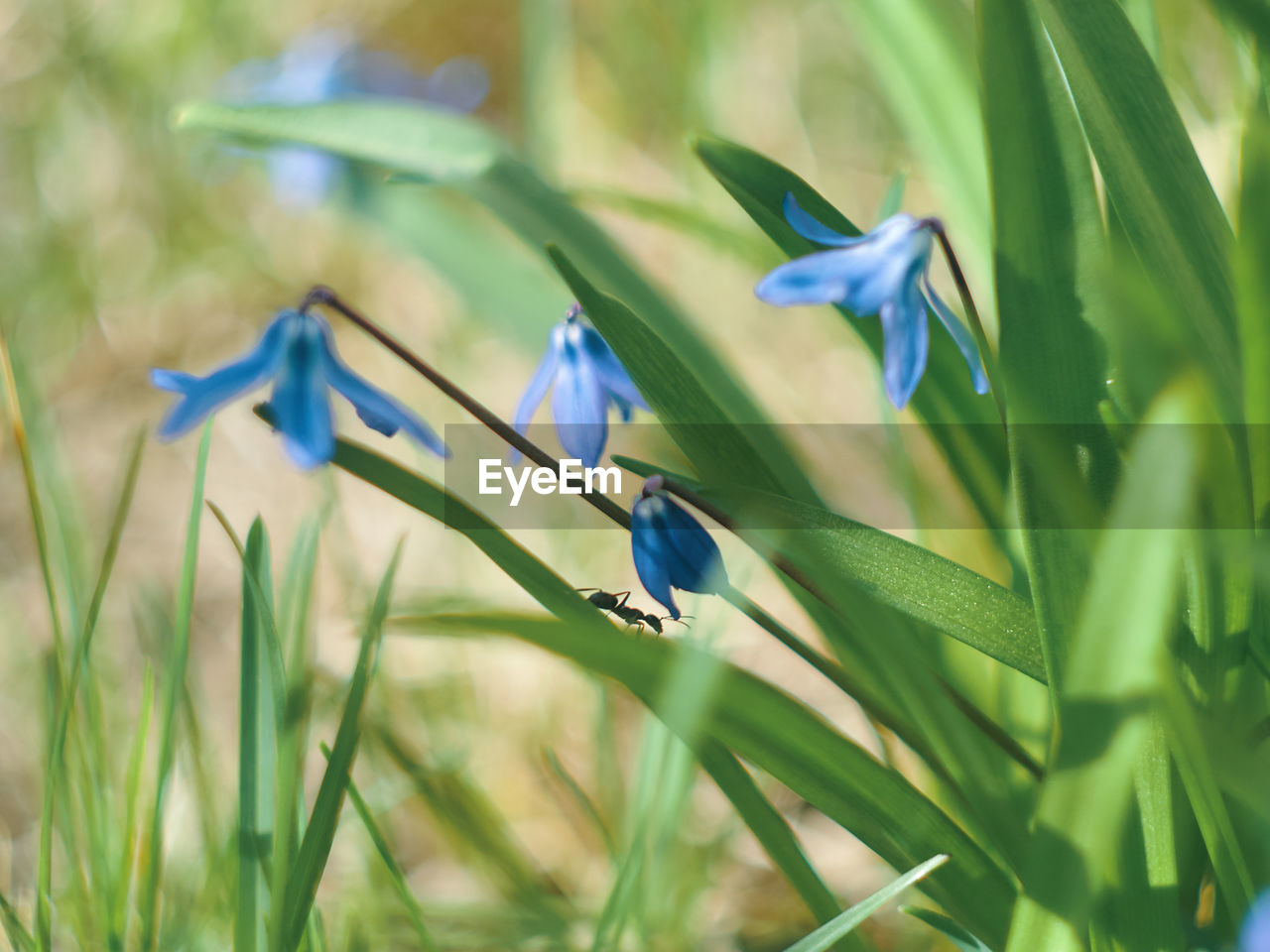 CLOSE-UP OF BLUE FLOWERING PLANT IN FIELD