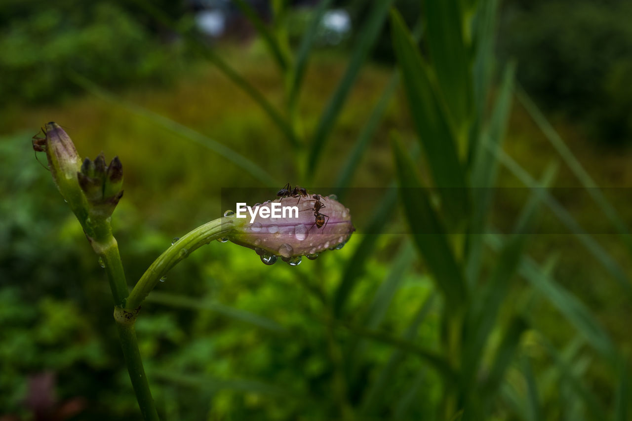 CLOSE-UP OF WATER DROPS ON PLANT