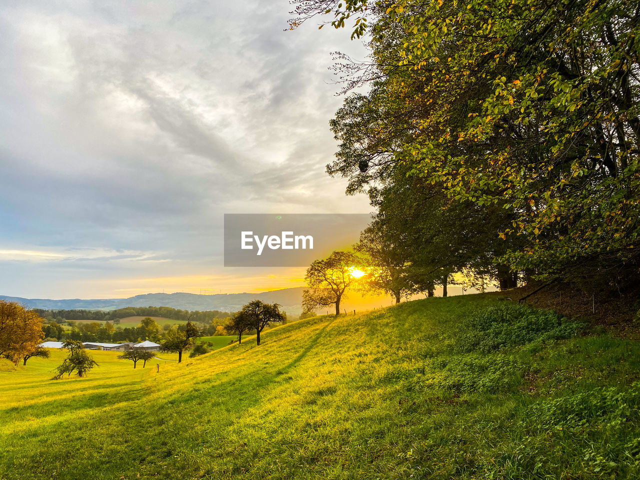 Scenic view of grassy field against sky