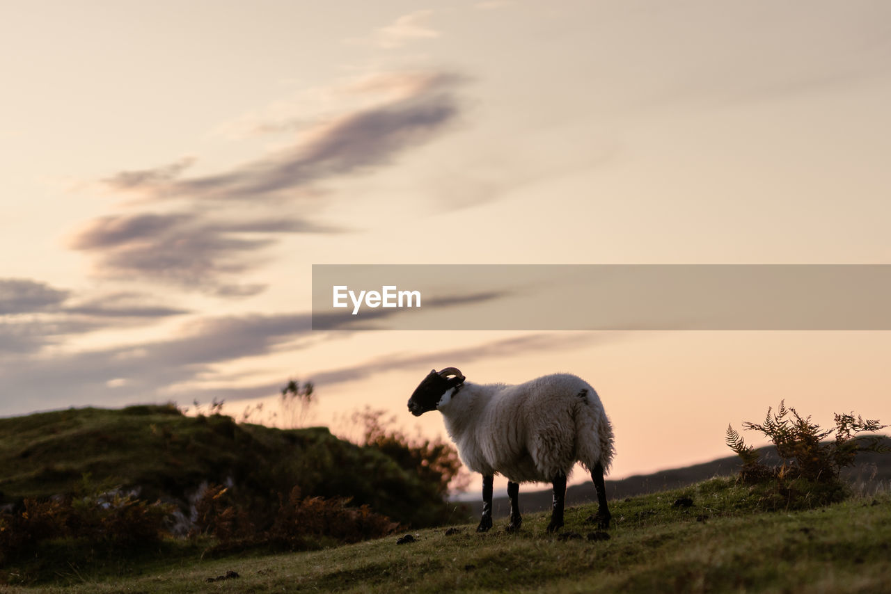 View of a sheep during sunset, inside the fairy glen, september 2019