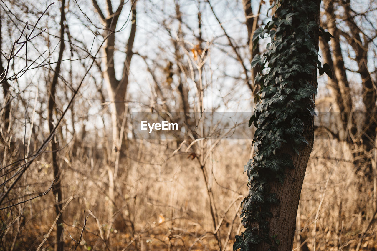 View of trees in forest