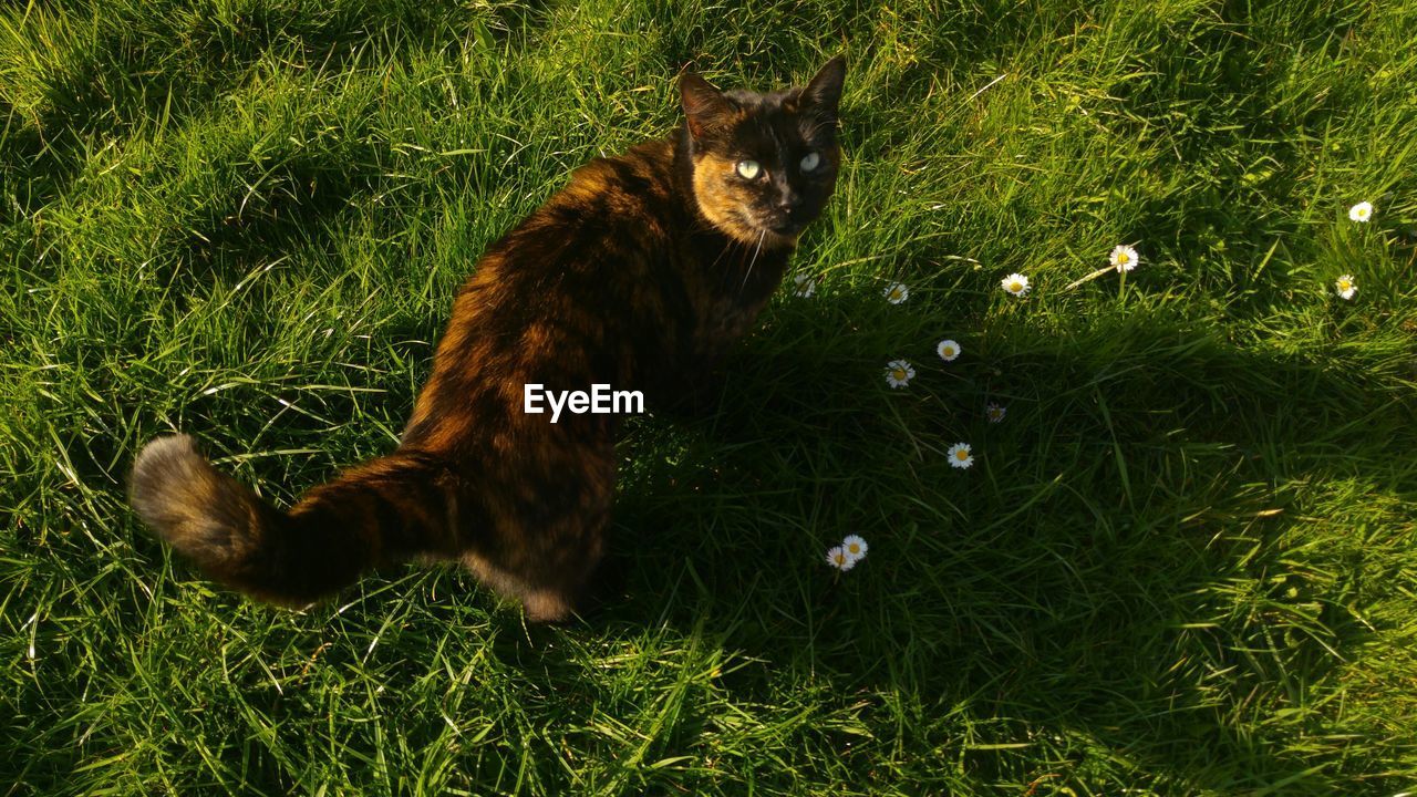 PORTRAIT OF A CAT RELAXING ON FIELD