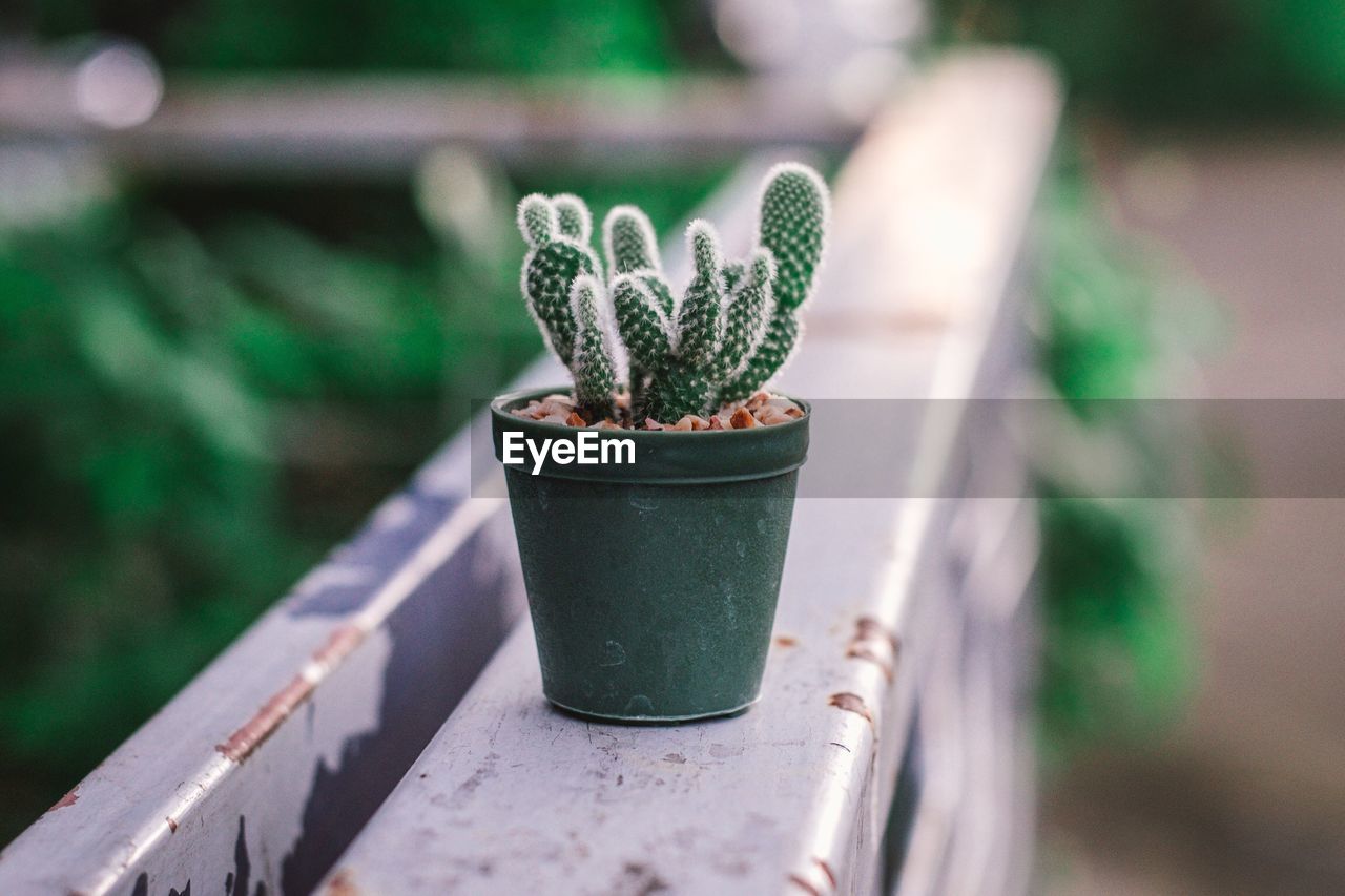 Close-up of cactus plant on railing