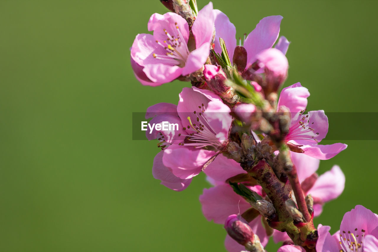 Close-up of pink flowers