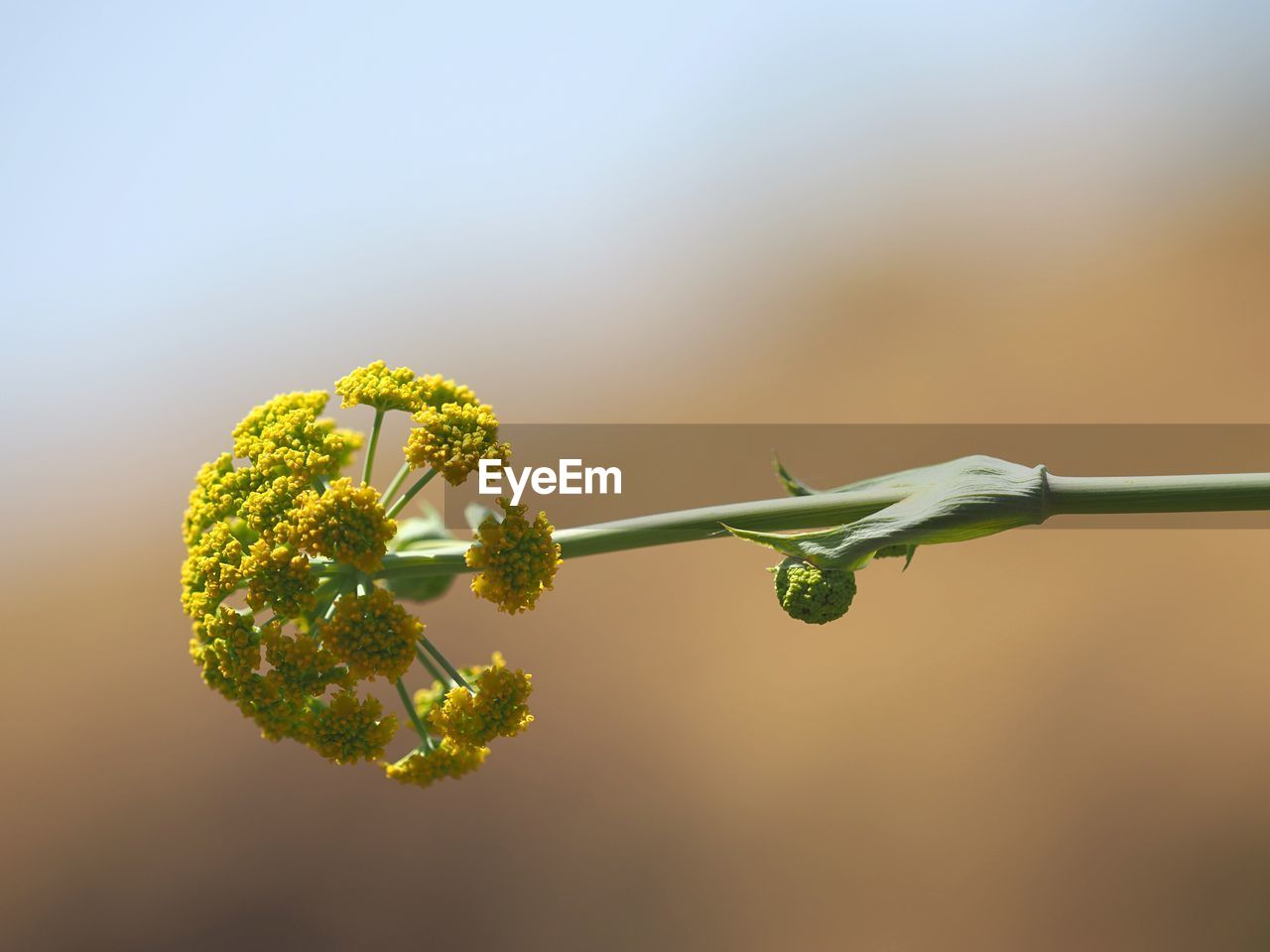 Close-up of flowering plant