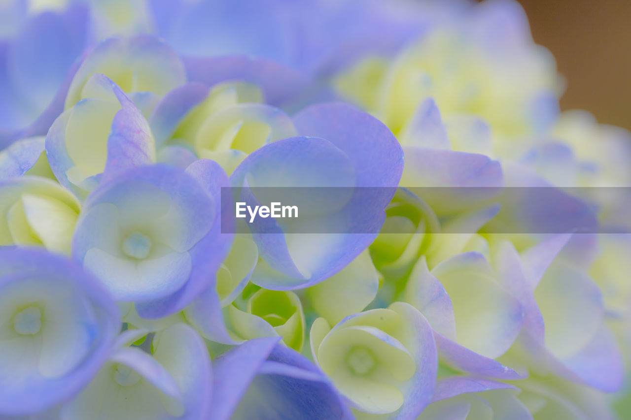 flower, plant, beauty in nature, flowering plant, blue, freshness, petal, close-up, nature, fragility, purple, growth, macro photography, inflorescence, no people, flower head, lilac, selective focus, bouquet, outdoors, springtime