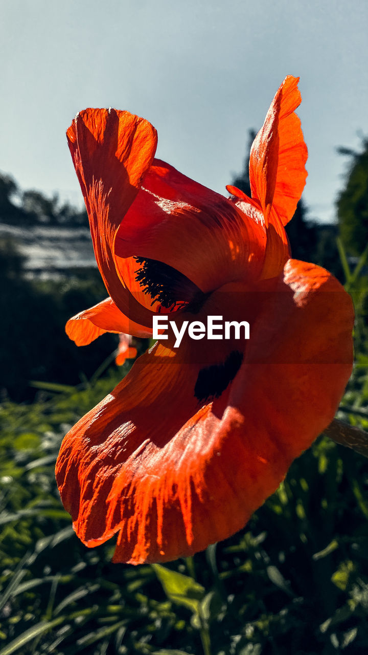 flower, plant, red, flowering plant, nature, orange color, beauty in nature, yellow, leaf, macro photography, petal, close-up, freshness, flower head, growth, no people, inflorescence, fragility, poppy, focus on foreground, outdoors, day, sky, wildflower, autumn