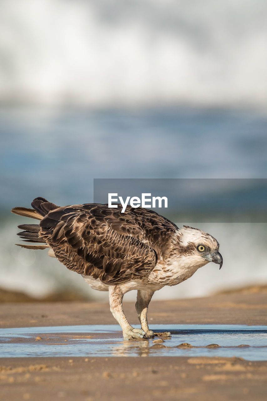 CLOSE-UP OF SEAGULL ON A BEACH
