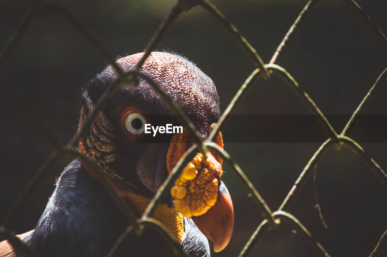 CLOSE-UP PORTRAIT OF BIRD