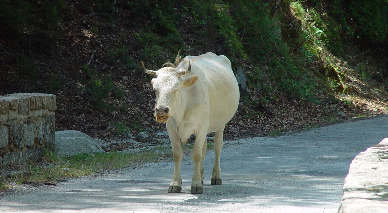 PORTRAIT OF WHITE GOAT