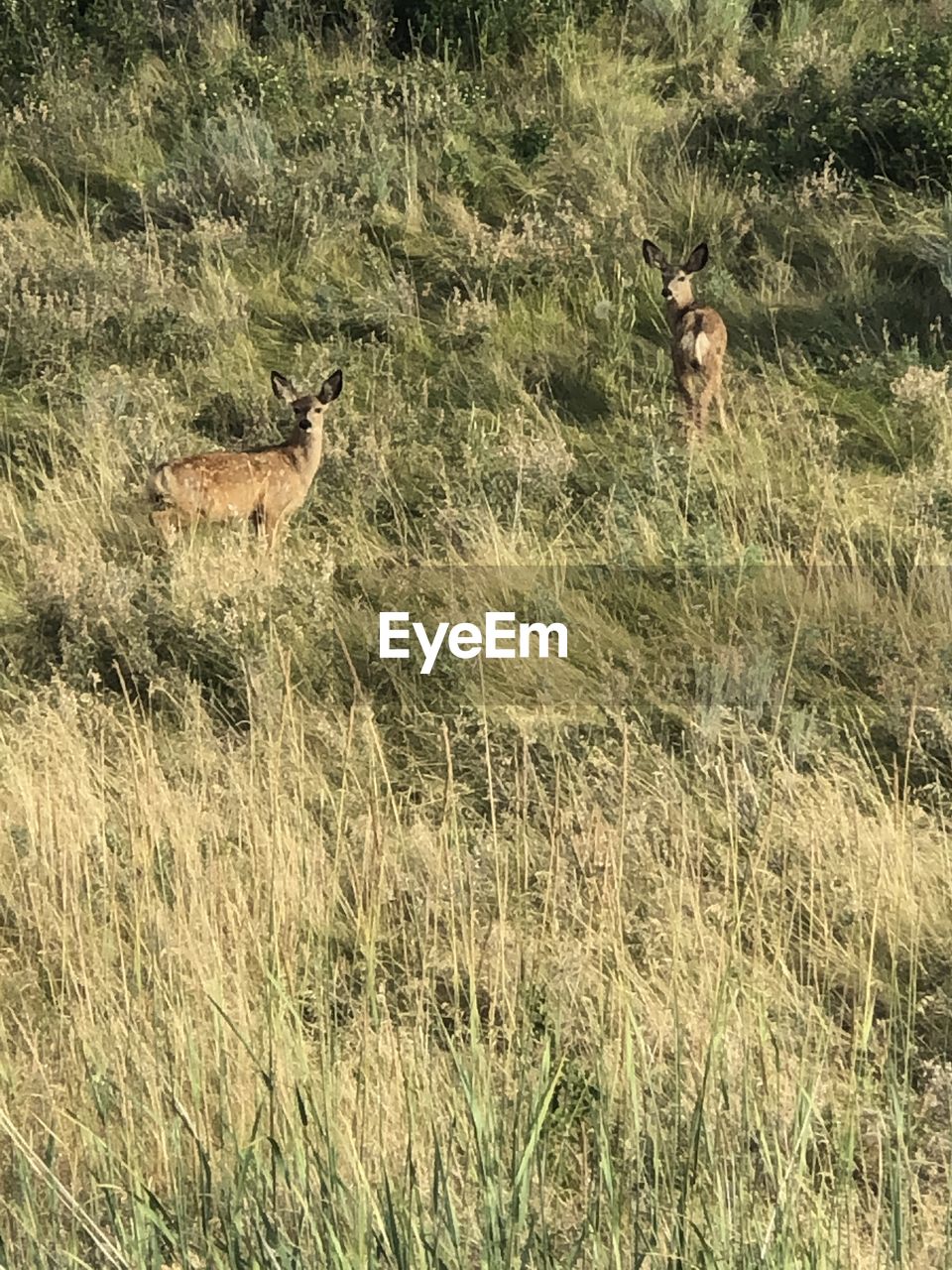 VIEW OF DEER ON GRASS