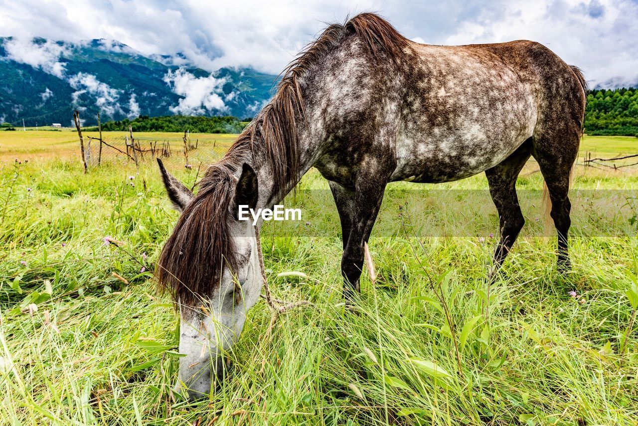 HORSES GRAZING IN FIELD