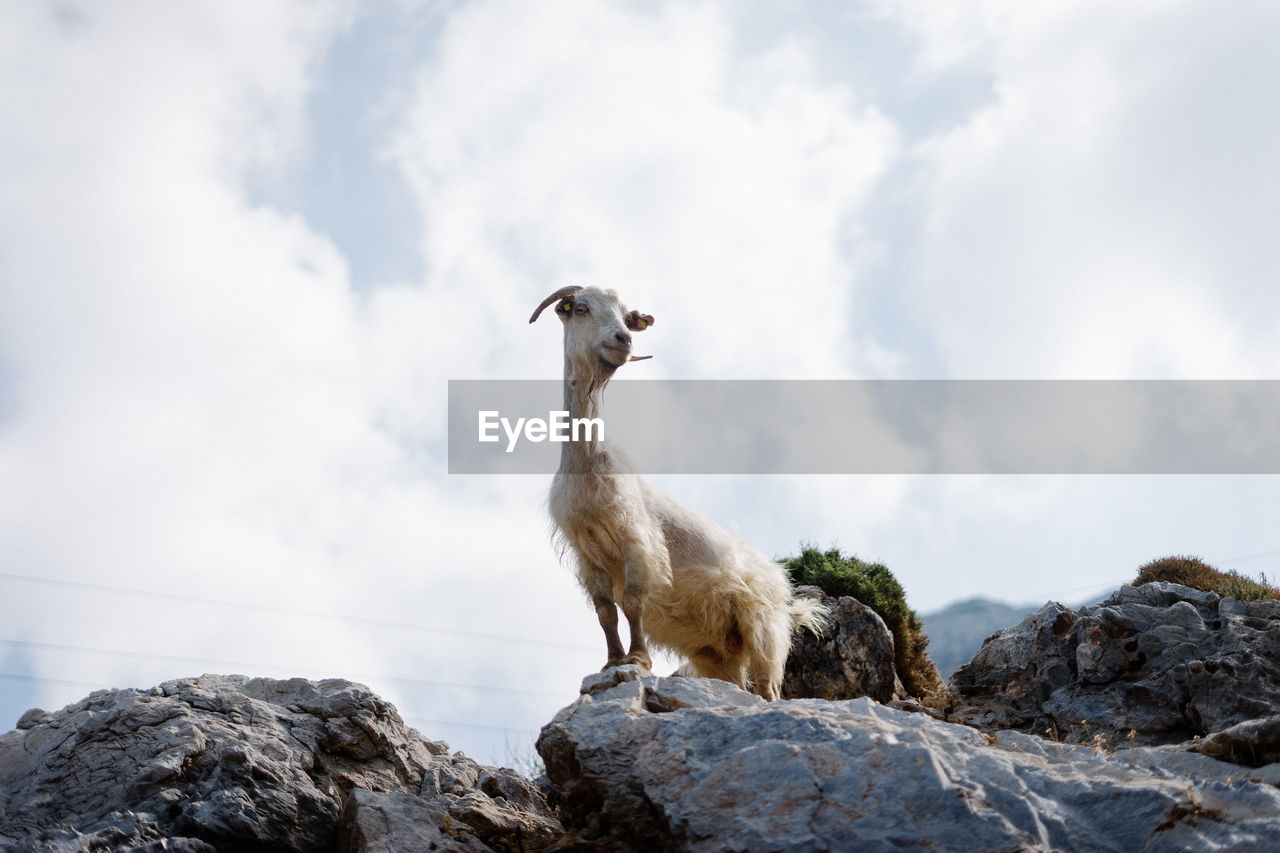 Low angle view of mountain goat on rock against sky