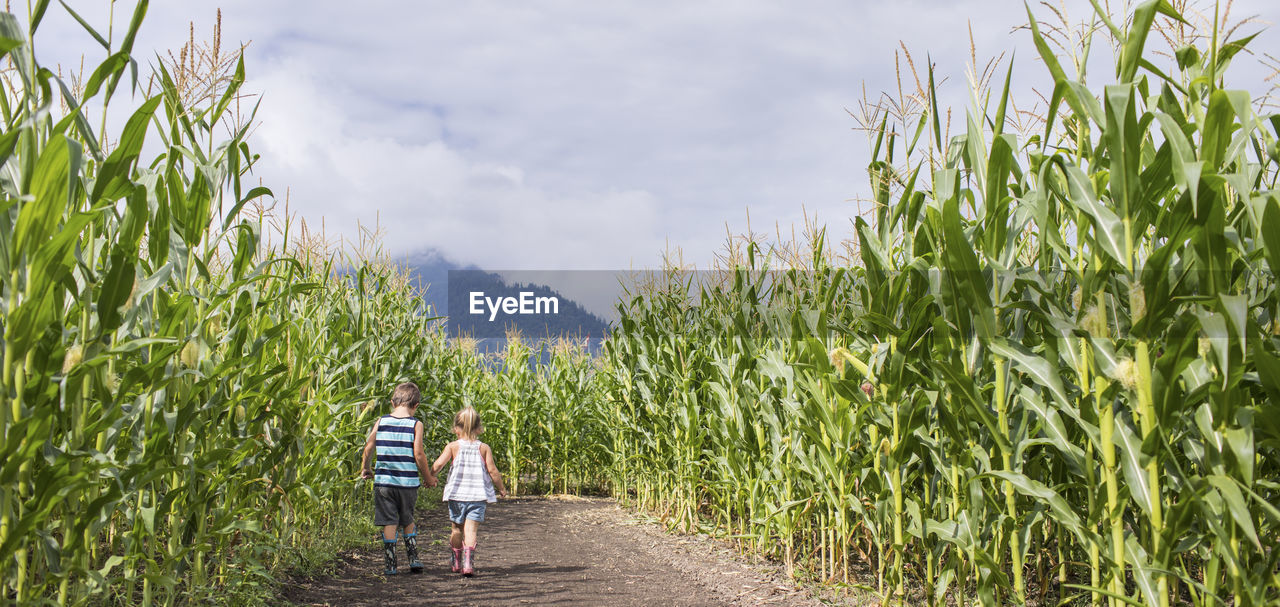 Panoramic image of young boy and girl exploring corn maze