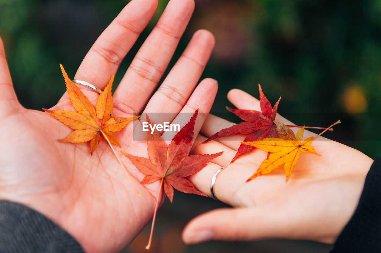 Cropped hands of women holding maple leaves