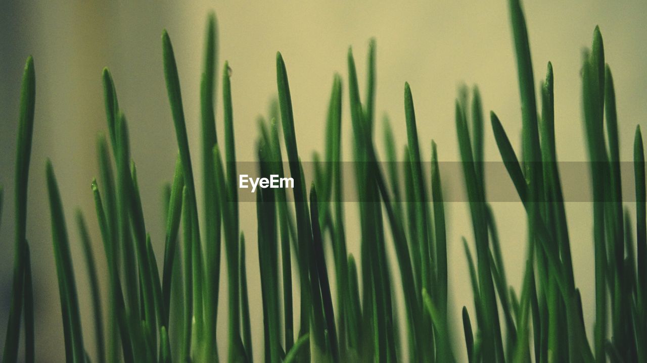 Close-up of grass